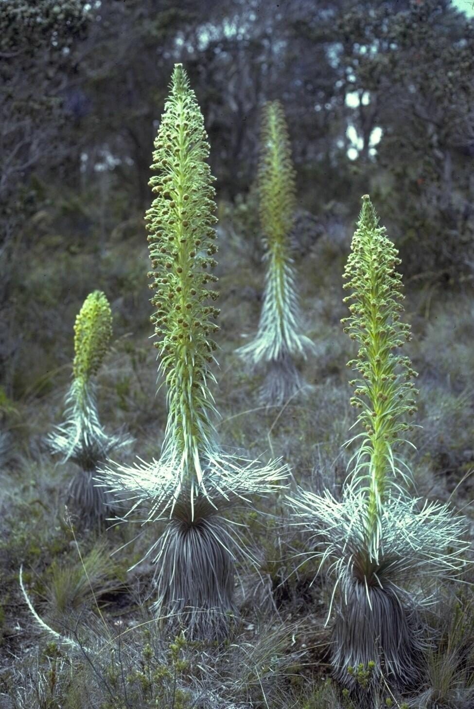 Mauna Loa Silversword | U.S. Geological Survey